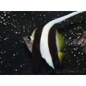 Heniochus acuminatus 6-9 cm