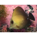 Zebrasoma scopas 4-6 cm