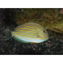 Acanthurus lineatus 6-9 cm