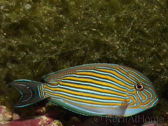 Acanthurus lineatus 6-9 cm