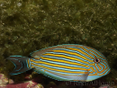 Acanthurus lineatus 6-9 cm
