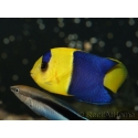 Centropyge bicolor 5-7 cm
