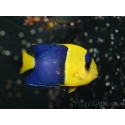 Centropyge bicolor 5-7 cm