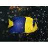 Centropyge bicolor 5-7 cm