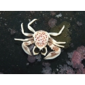 Neopetrolisthes oshimai 