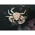 Neopetrolisthes oshimai 