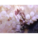 Neopetrolisthes maculatus