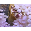 Neopetrolisthes maculatus