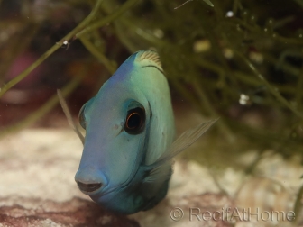 Acanthurus tennenti 6-9 cm