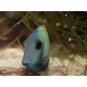 Acanthurus tennenti 6-9 cm