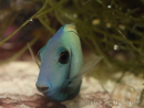 Acanthurus tennenti 6-9 cm