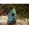 Acanthurus tennenti 6-9 cm