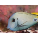 Acanthurus tennenti 6-9 cm