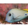 Acanthurus tennenti 6-9 cm