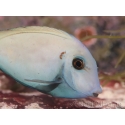 Acanthurus tennenti 6-9 cm