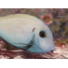 Acanthurus tennenti 6-9 cm