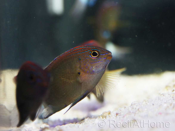 Pomacentrus bankanensis 2-4 cm