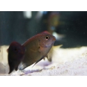 Pomacentrus bankanensis 2-4 cm