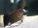 Pomacentrus bankanensis 2-4 cm
