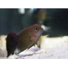 Pomacentrus bankanensis 2-4 cm