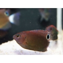 Pomacentrus bankanensis 2-4 cm