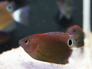 Pomacentrus bankanensis 2-4 cm