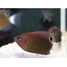 Pomacentrus bankanensis 2-4 cm