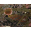 Koumansetta rainfordi (ex Amblygobius) 3-5 cm