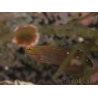 Koumansetta rainfordi (ex Amblygobius) 3-5 cm