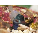 Ecsenius bicolor 3-5 cm