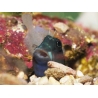 Ecsenius bicolor 3-5 cm
