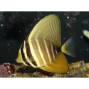 Zebrasoma veliferum 6-8 cm