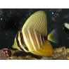 Zebrasoma veliferum 6-8 cm