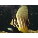Zebrasoma veliferum 6-8 cm
