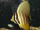 Zebrasoma veliferum 6-8 cm