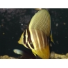 Zebrasoma veliferum 6-8 cm