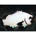 Amphiprion black frostbite Elevage USA PROAQUATIX 5-7 cm