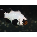 Amphiprion black frostbite Elevage USA PROAQUATIX 5-7 cm