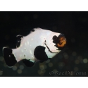 Amphiprion black frostbite Elevage USA PROAQUATIX 5-7 cm