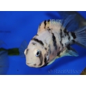 Amatitlania nigrofasciata Marble le couple 