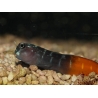 Ecsenius bicolor 3-5 cm