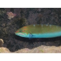 Thalassoma lunare 15-18 cm