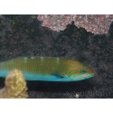 Thalassoma lunare 15-18 cm
