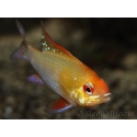 Ramirezi gold - Mikrogeophagus ramirezi (Amerique du sud)