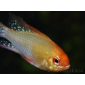 Ramirezi gold - Mikrogeophagus ramirezi (Amerique du sud)