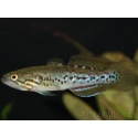 Mogurnda adspersa (Australie)