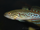 Mogurnda adspersa (Australie)