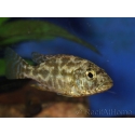 Nimbochromis polystigma (Malawi)