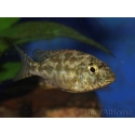 Nimbochromis polystigma (Malawi)