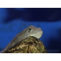 Steatocranus casuarius (Afrique)